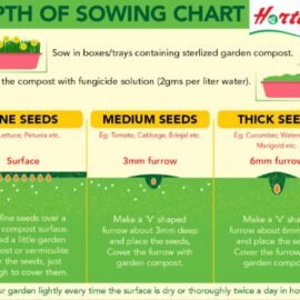 HORTICA Microgreen Seeds Kit | Pack of 10 Varieties - 10,000+ seeds | High Germination | Easy to grow