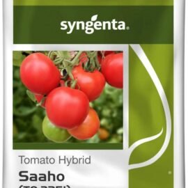 Syngenta Saaho (TO-3251) Hybrid Tomato seeds, 3500SD packing