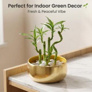 BLOOMBUDDY Moon Vase Zoe Metal Plant Pot for Indoor Plants | Stylish Planter with Drainage Hole for Home Décor, Living Room & Bedroom | Compact Flower Pot (5.5 x 3 Inch)