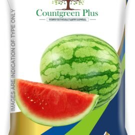 Countgreen Plus Organic Watermelon Seeds (Tarbuj) – Pack of 50 Non-Hybrid Fruit Planting Seeds, Ideal for Growing Juicy, Sweet Watermelons