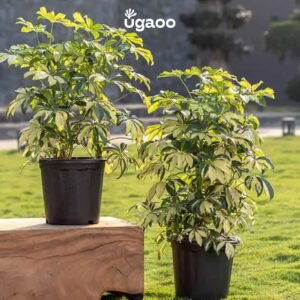 Ugaoo UV Treated Large Plant Pots for Big Size Plants(18 inch Black Color Set of 3 Large Planters)