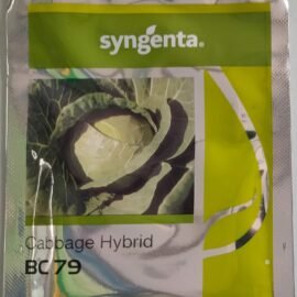 Syngenta Cabbage BC-79 2000SD, Hybrid quality seed